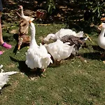 Erdosmecskei Svab Vendeghazak Es Jurtaszallas Penzion 3*