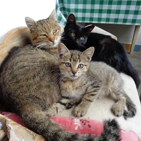 Gasthof Erdosmecskei Svab Vendeghazak Es Jurtaszallas Erdosmecske