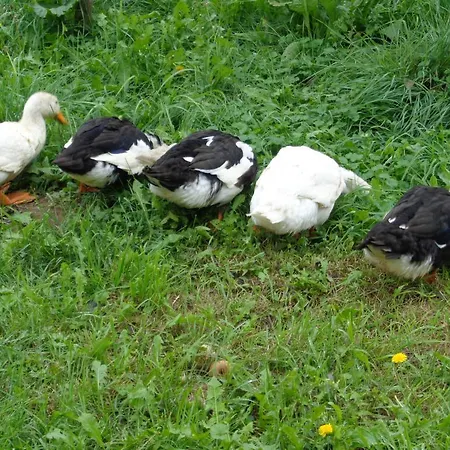 Gasthof Erdosmecskei Svab Vendeghazak Es Jurtaszallas Erdosmecske