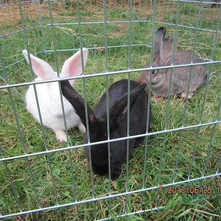 Gasthof Erdosmecskei Svab Vendeghazak Es Jurtaszallas