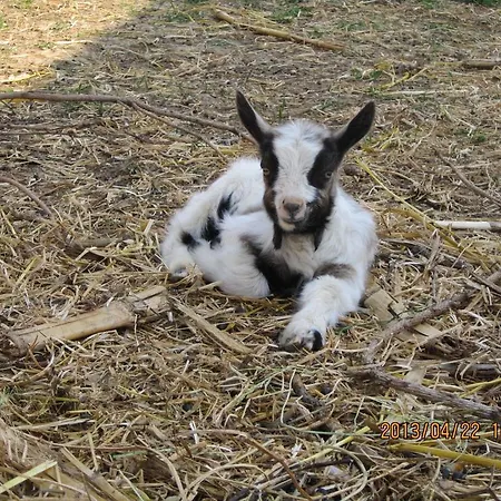Gasthof Erdosmecskei Svab Vendeghazak Es Jurtaszallas