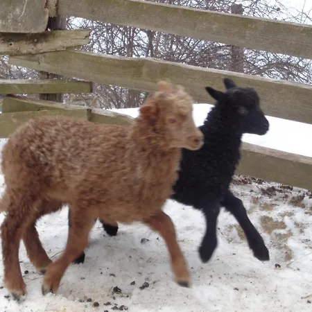 Erdosmecskei Svab Vendeghazak Es Jurtaszallas