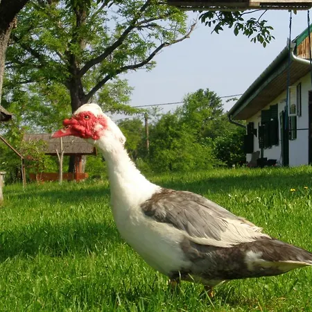 Erdosmecskei Svab Vendeghazak Es Jurtaszallas 3*