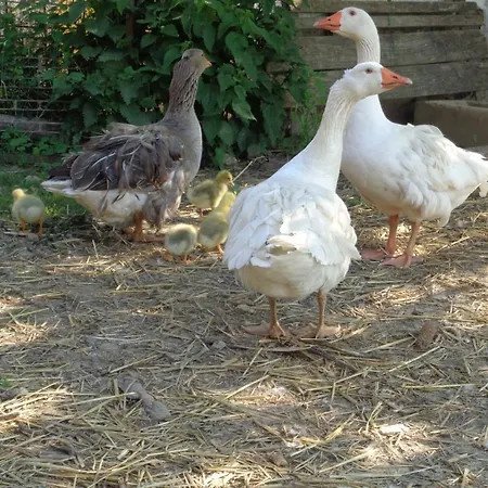 Erdosmecskei Svab Vendeghazak Es Jurtaszallas 3*