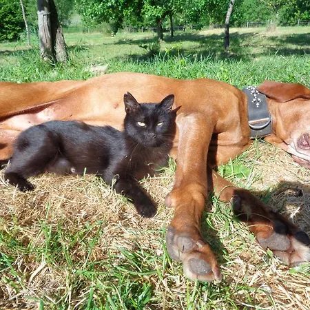 Erdosmecskei Svab Vendeghazak Es Jurtaszallas