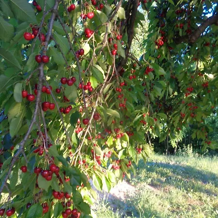 Erdosmecskei Svab Vendeghazak Es Jurtaszallas Gasthof