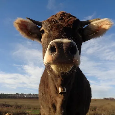 Erdosmecskei Svab Vendeghazak Es Jurtaszallas 3* Erdosmecske