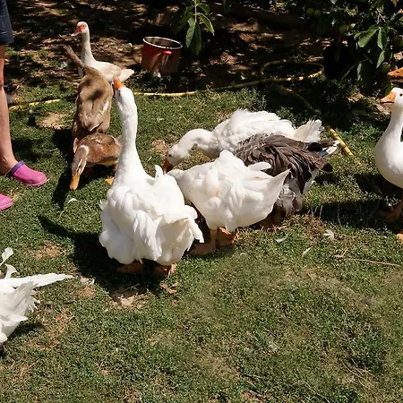 Erdosmecskei Svab Vendeghazak Es Jurtaszallas Gasthof 3*